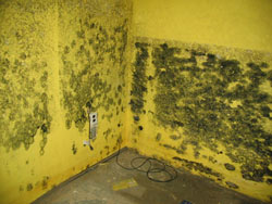 Image of mold